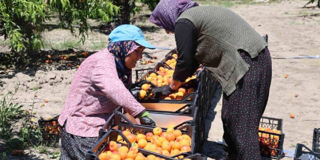 30 dönümden 20 ton rekolte bekleniyor! Bahçede kilosu 60-80 TL 7